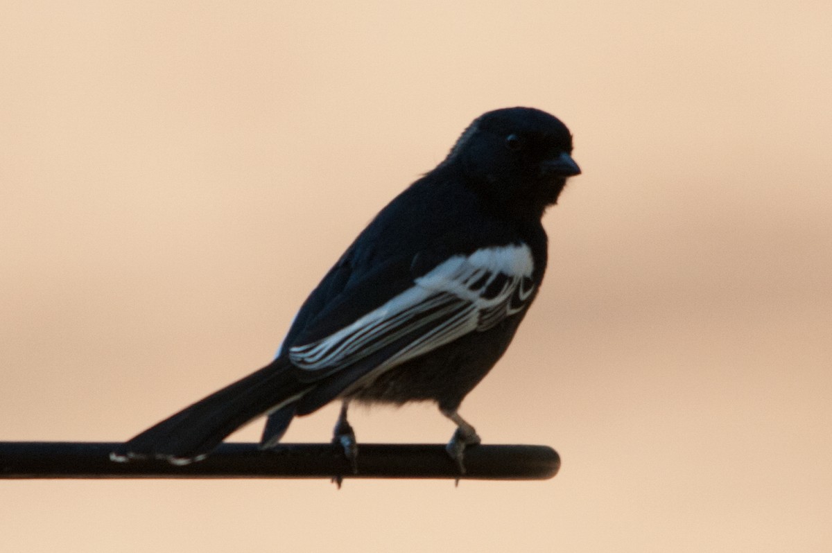 Southern Black-Tit - ML618140909