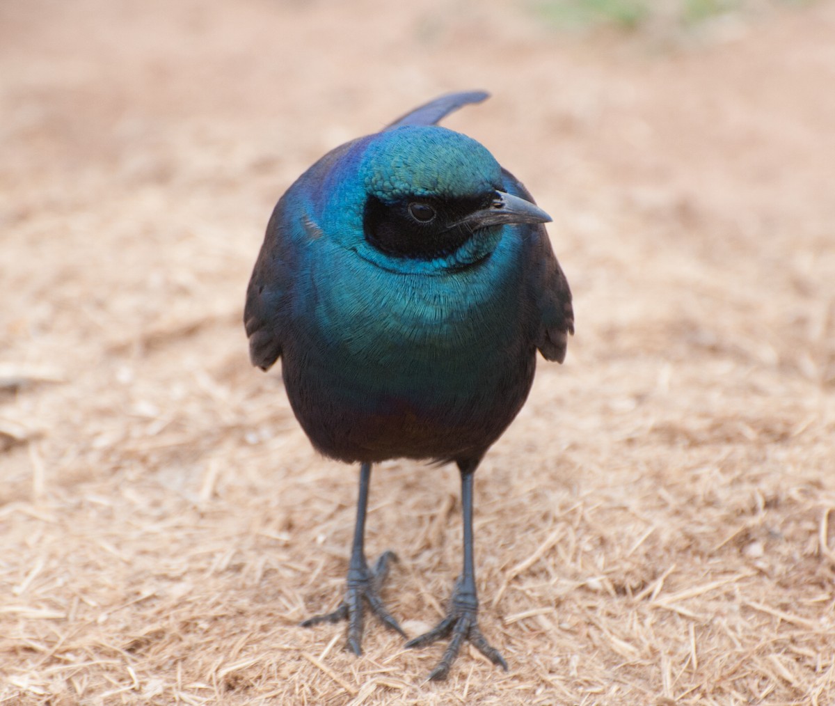 Burchell's Starling - ML618140910