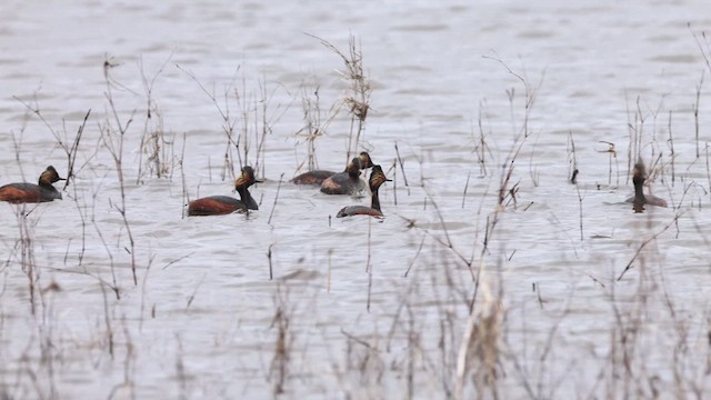 Eared Grebe - ML618140912