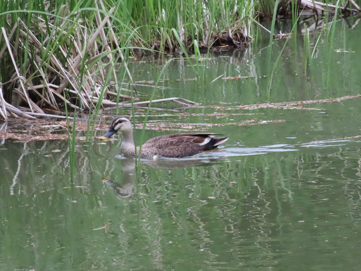 Eastern Spot-billed Duck - Megumi Yoshio