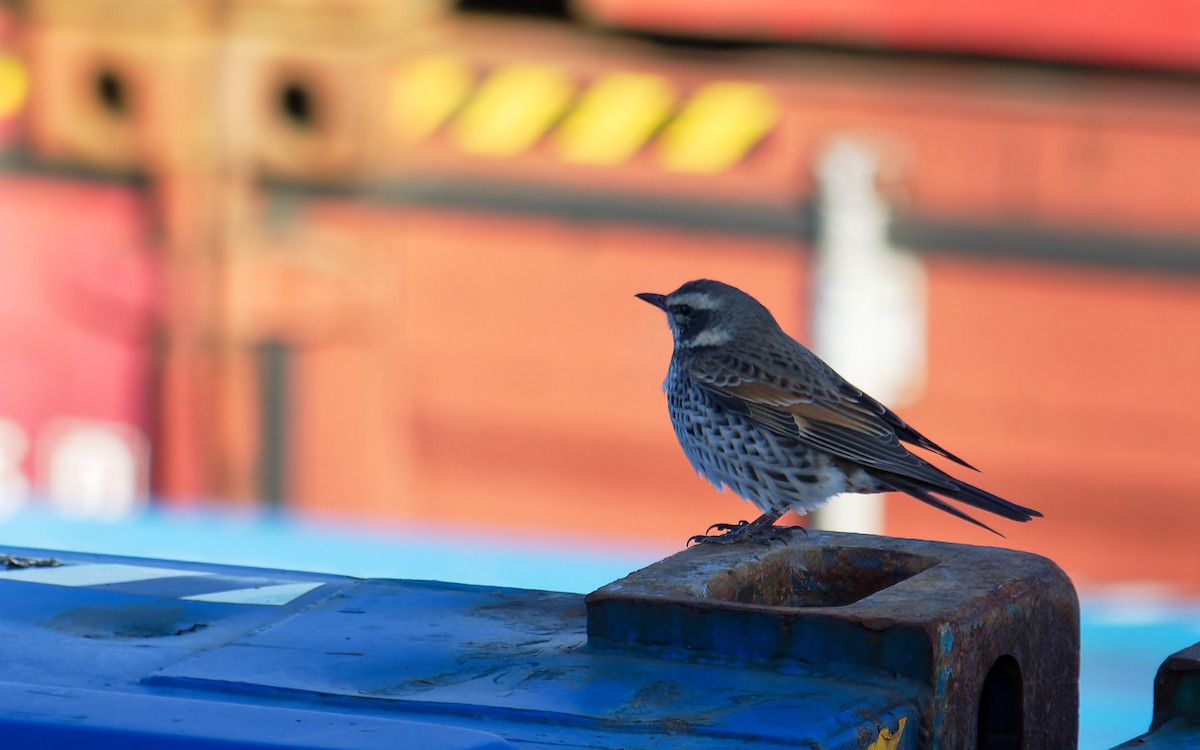 Dusky Thrush - Shashika Bandara