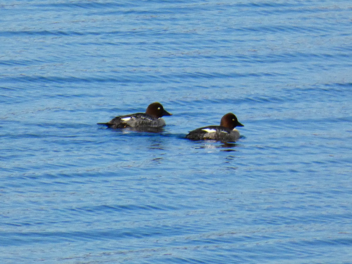 Common Goldeneye - ML618140922