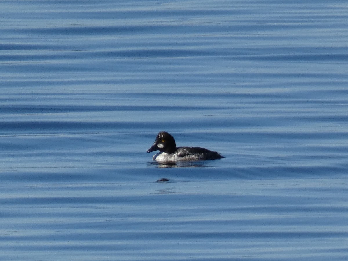 Common Goldeneye - ML618140923