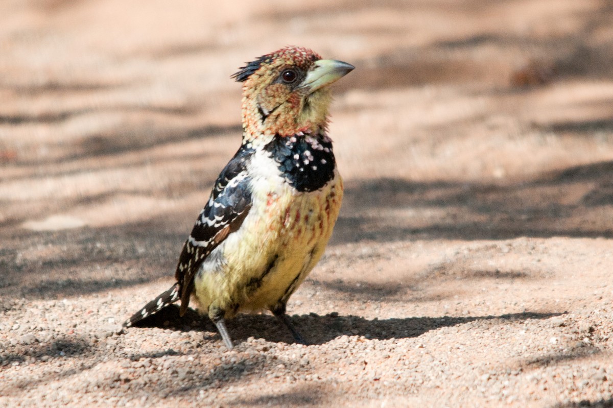 Crested Barbet - Warren Schultze