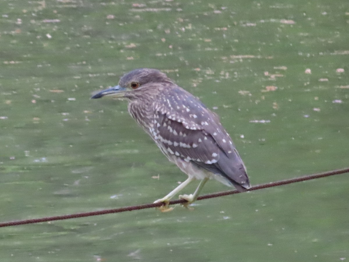 Black-crowned Night Heron - Megumi Yoshio