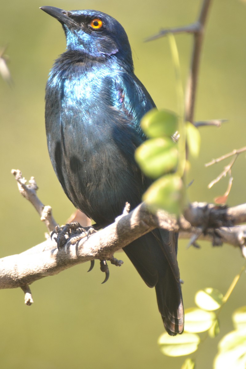 Cape Starling - ML618140930