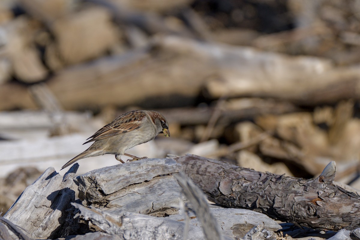 House Sparrow - Christopher Tuffley