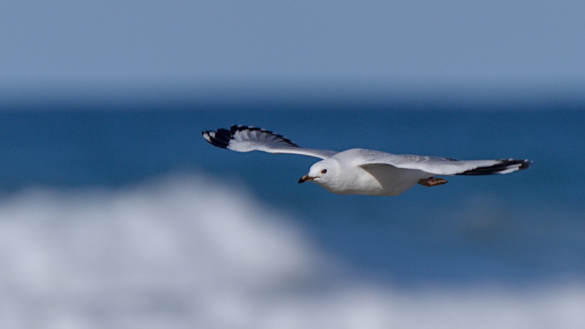 Silver Gull (Red-billed) - Christopher Tuffley