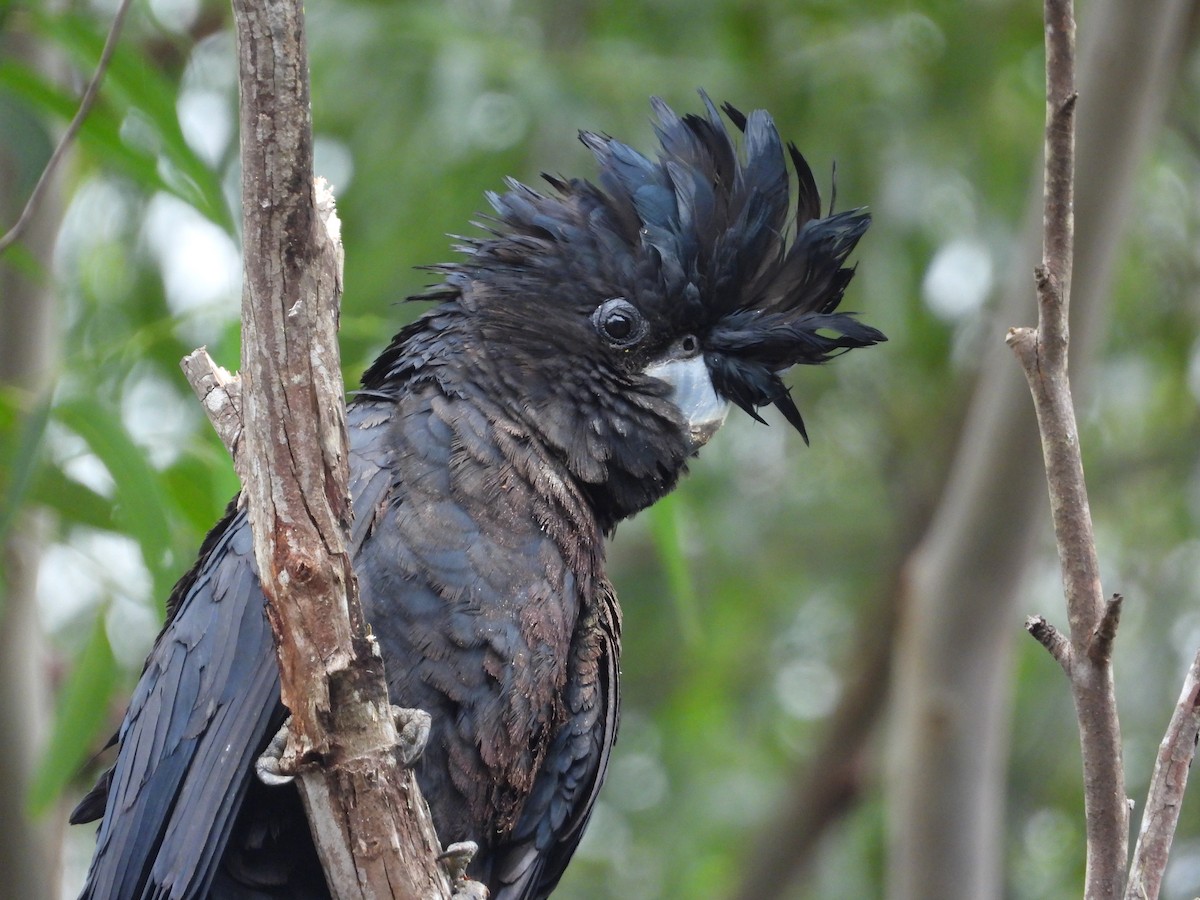 Red-tailed Black-Cockatoo - Cherri and Peter Gordon