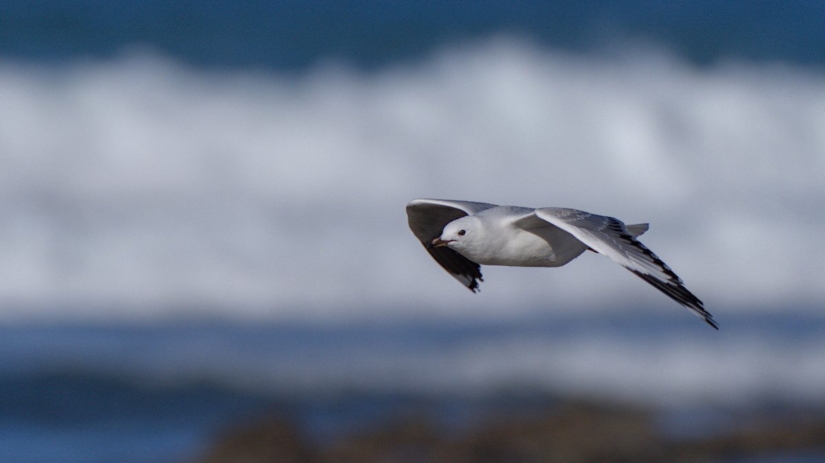 Silver Gull (Red-billed) - Christopher Tuffley