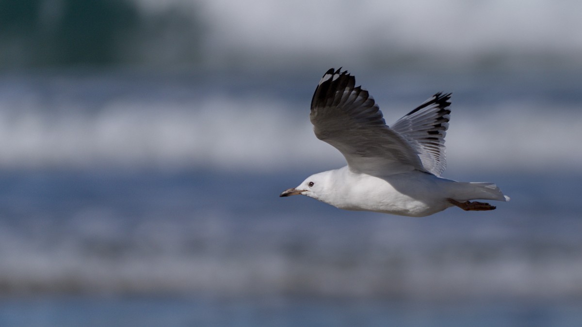 Silver Gull (Red-billed) - ML618140962