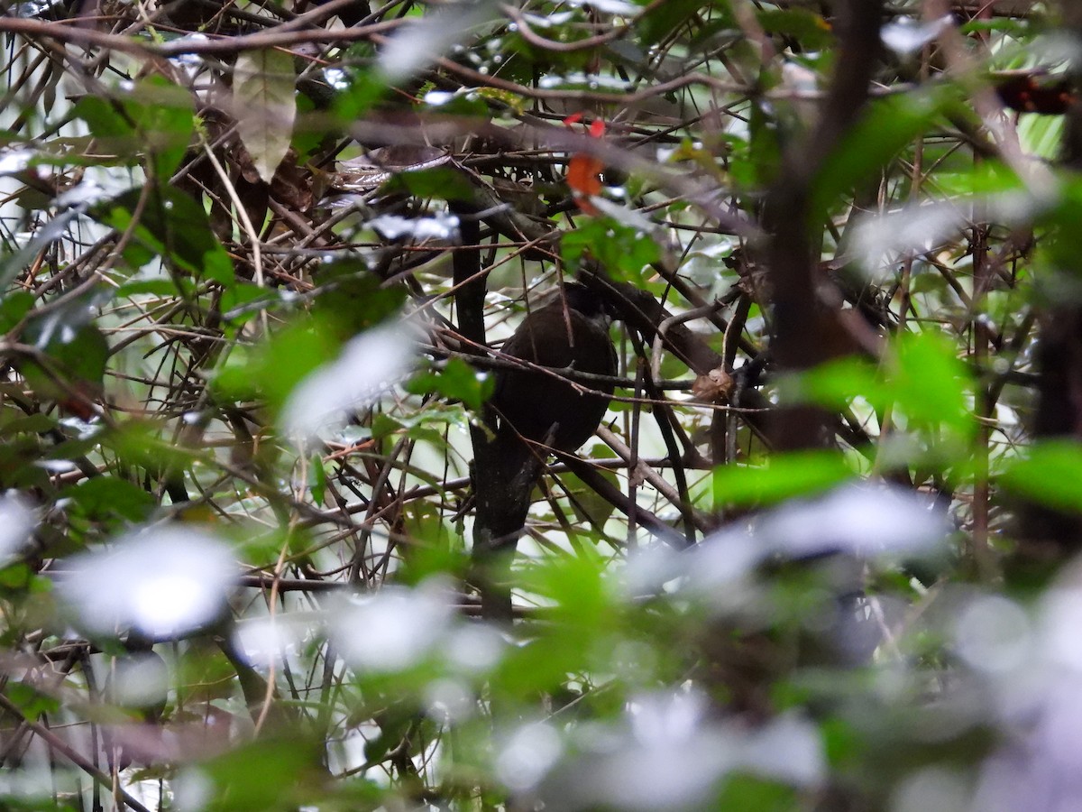 Eastern Whipbird - ML618140975