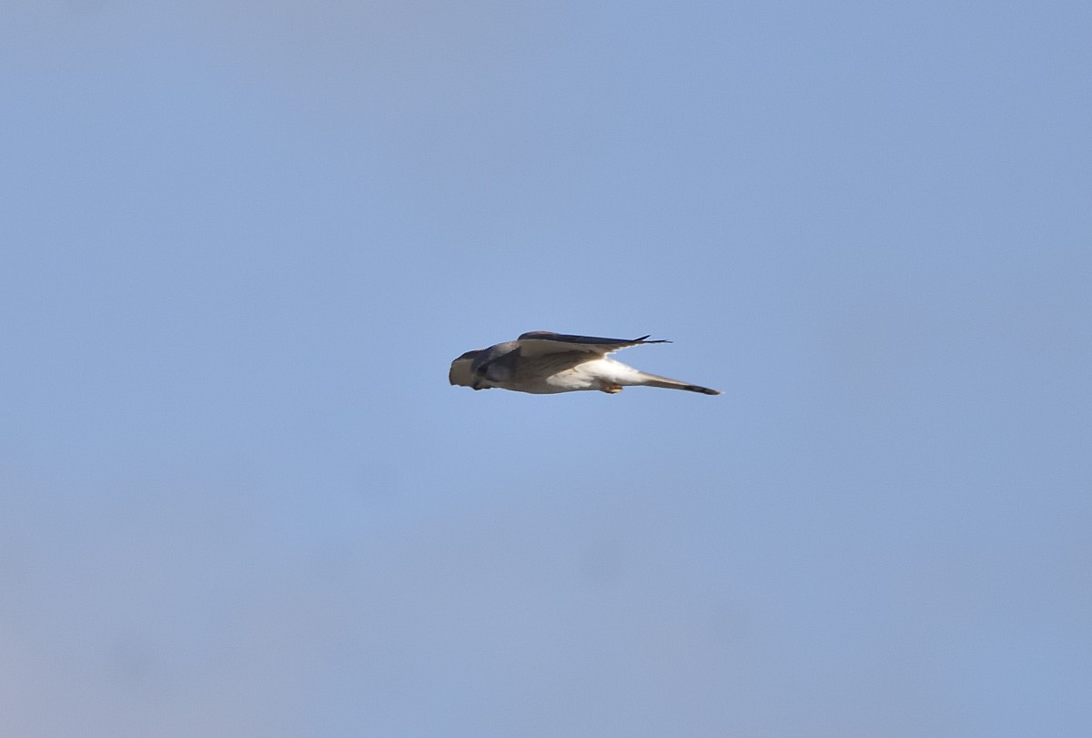 Nankeen Kestrel - Anthony Katon