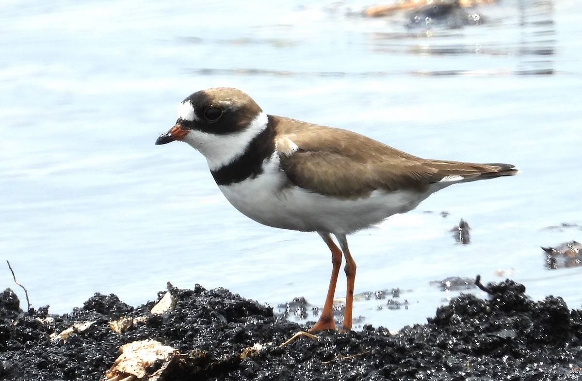 Semipalmated Plover - Chuck Hignite