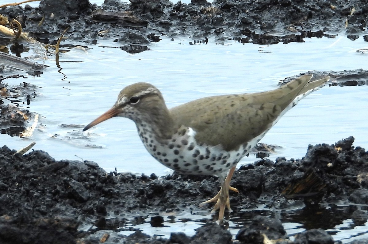 Spotted Sandpiper - Chuck Hignite