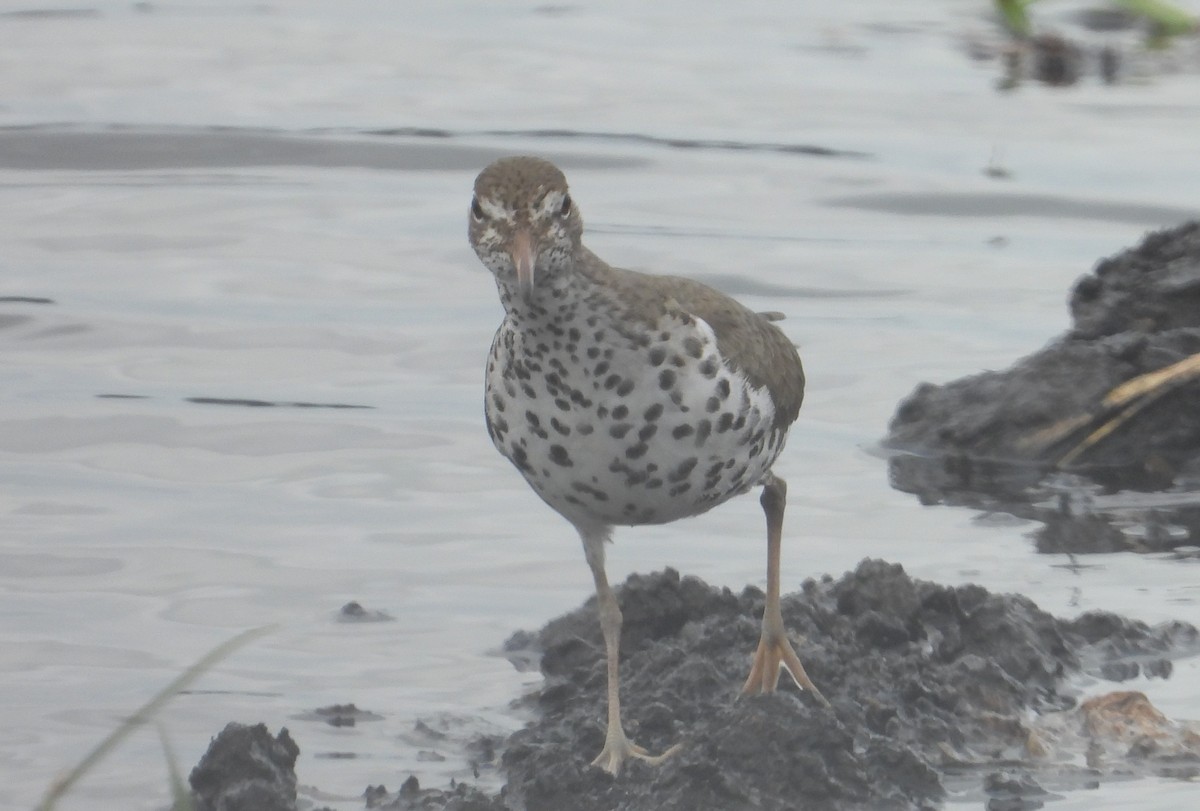 Spotted Sandpiper - Chuck Hignite