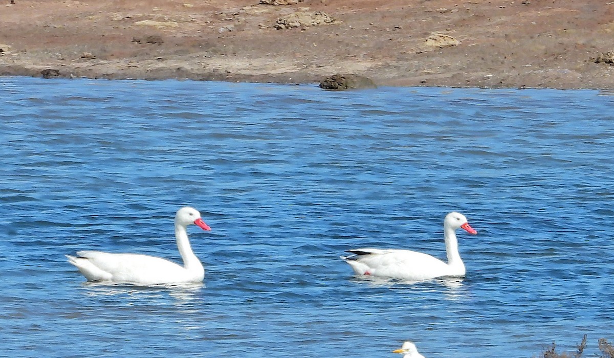 Coscoroba Swan - Hugo Valderrey