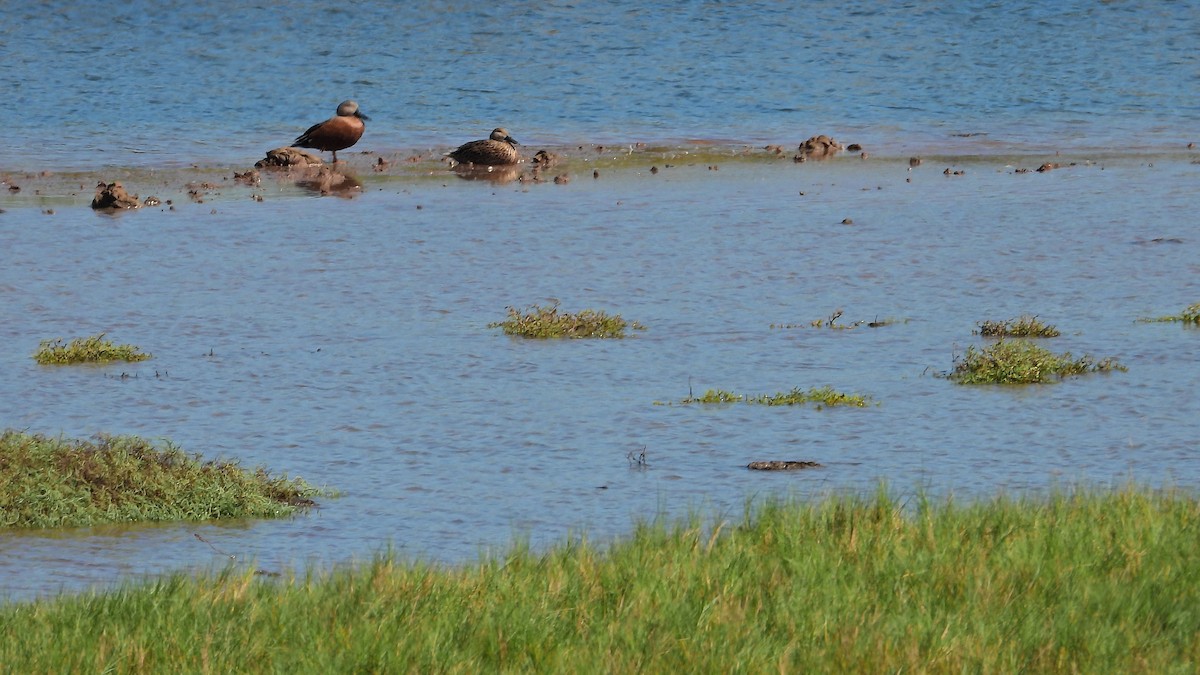 Red Shoveler - Hugo Valderrey