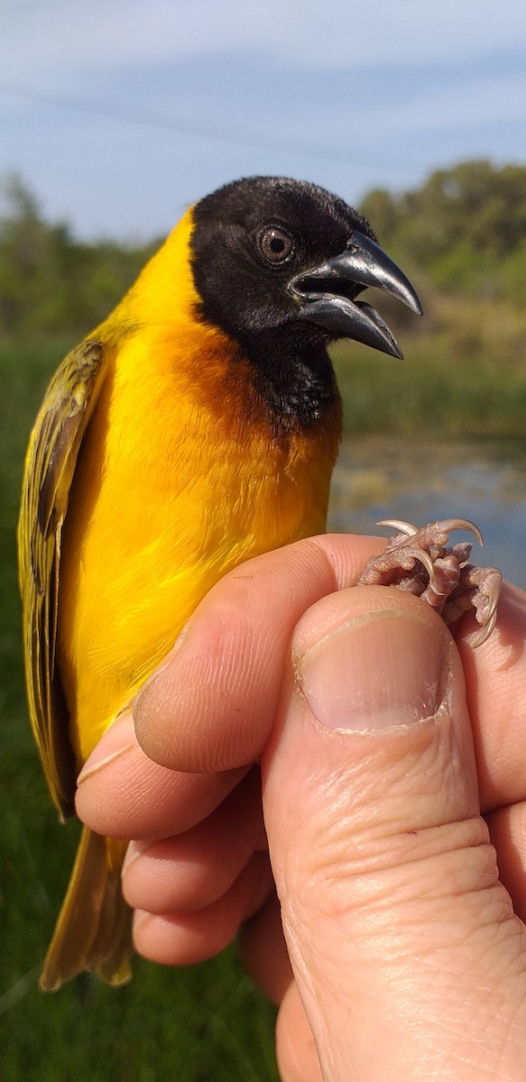 Black-headed Weaver - ML618141021