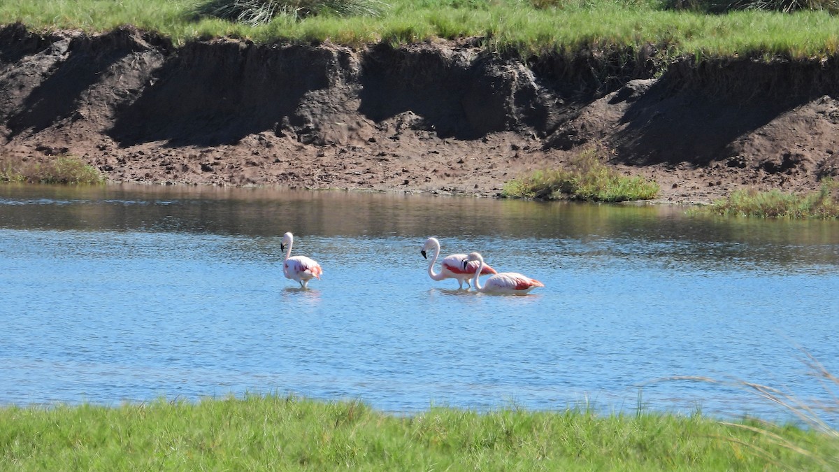 Chilean Flamingo - Hugo Valderrey