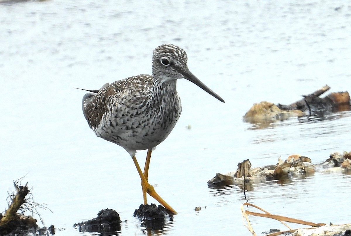 Greater Yellowlegs - Chuck Hignite