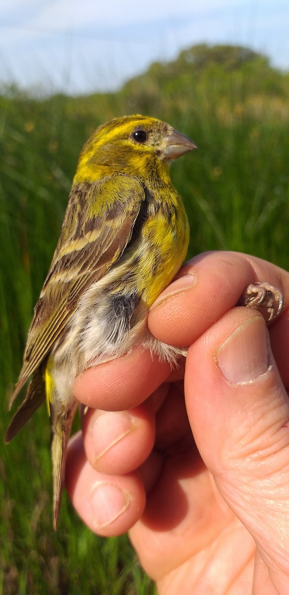 European Serin - ML618141036