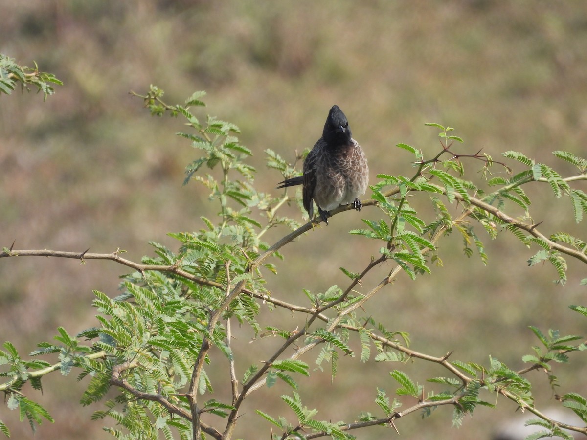 Red-vented Bulbul - Omesh Bajpai