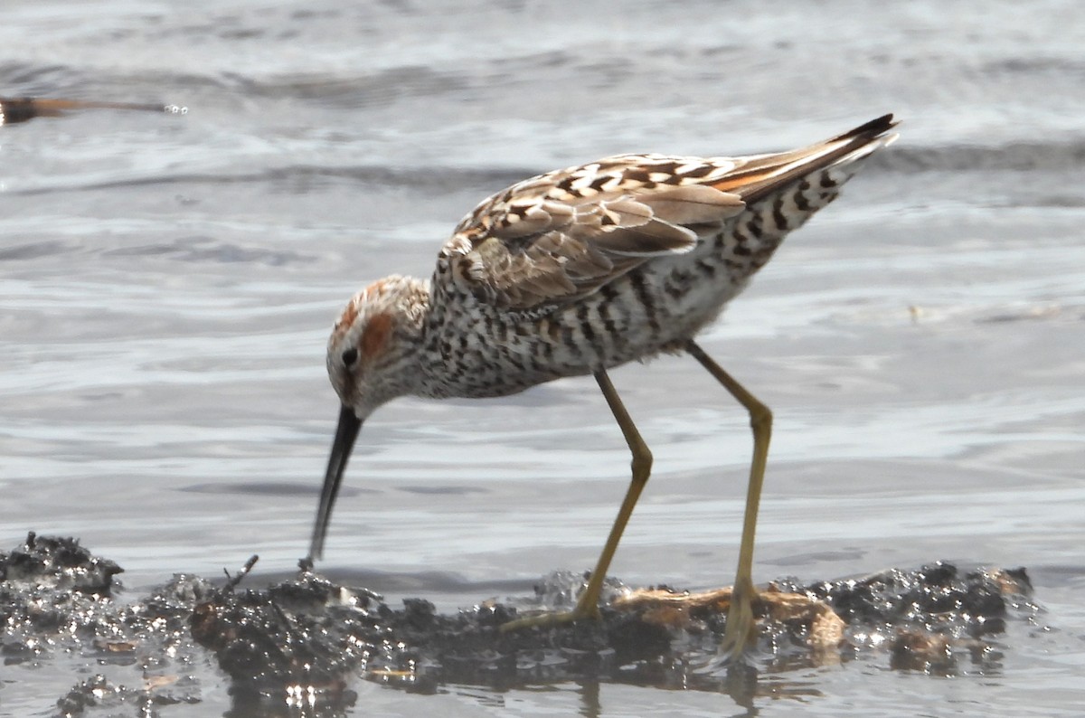 Stilt Sandpiper - Chuck Hignite