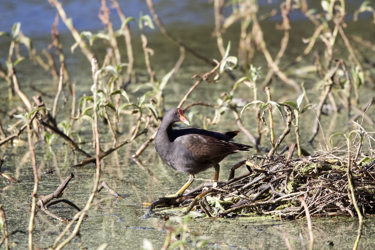 Dusky Moorhen - Harry Love