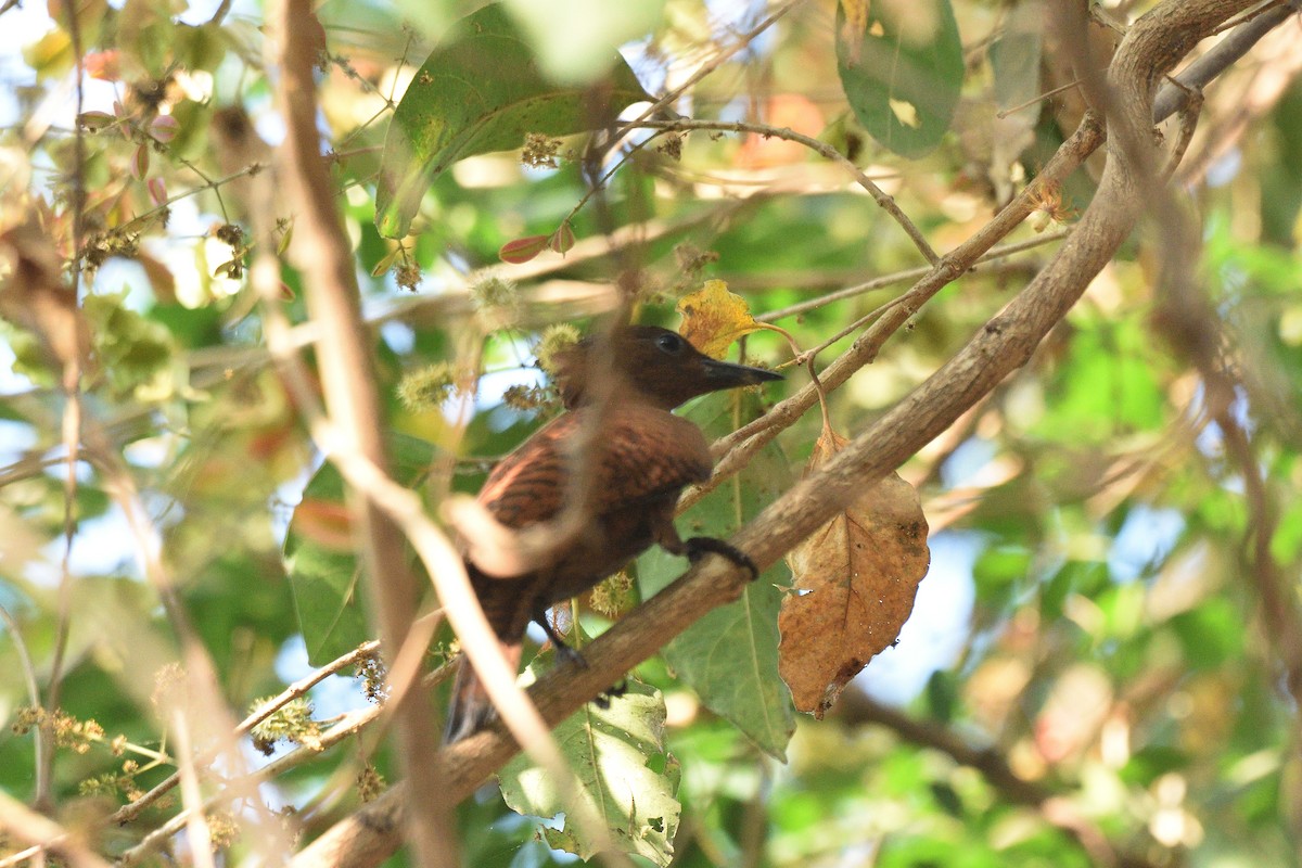 Rufous Woodpecker - Usha Viswanathan