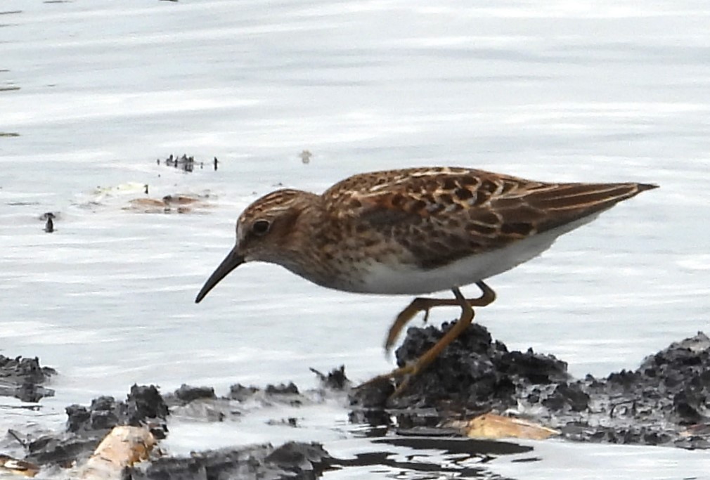 Least Sandpiper - Chuck Hignite