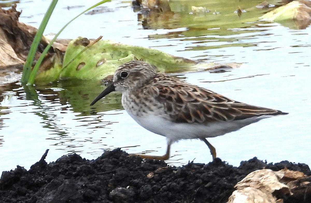 Least Sandpiper - Chuck Hignite