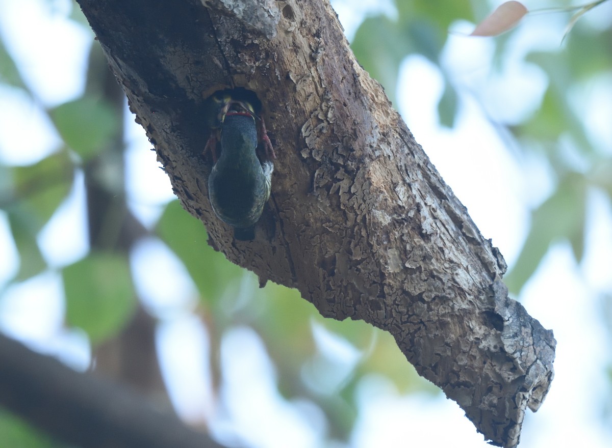 Coppersmith Barbet - Usha Viswanathan