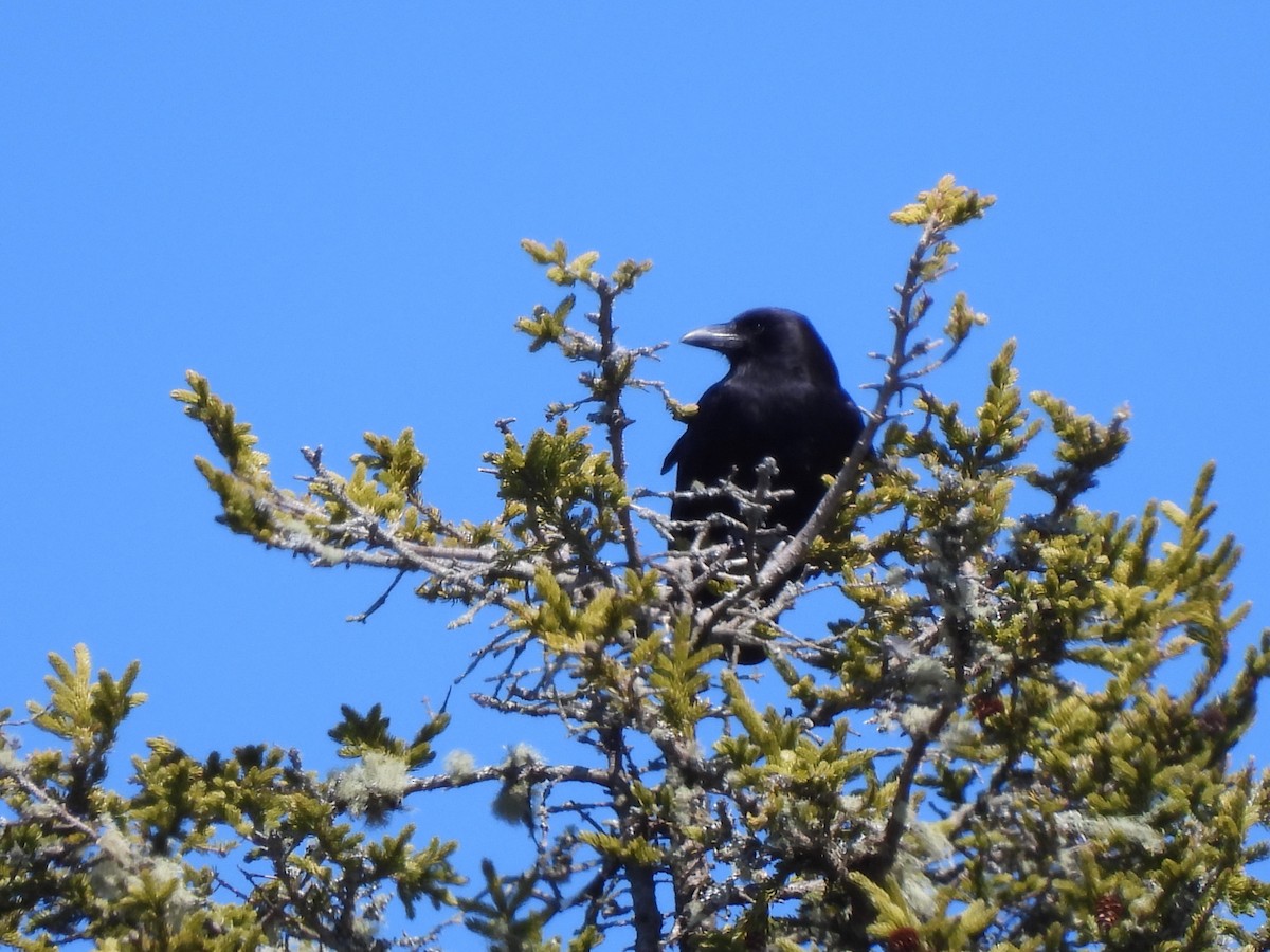 American Crow - Rhonda Langelaan