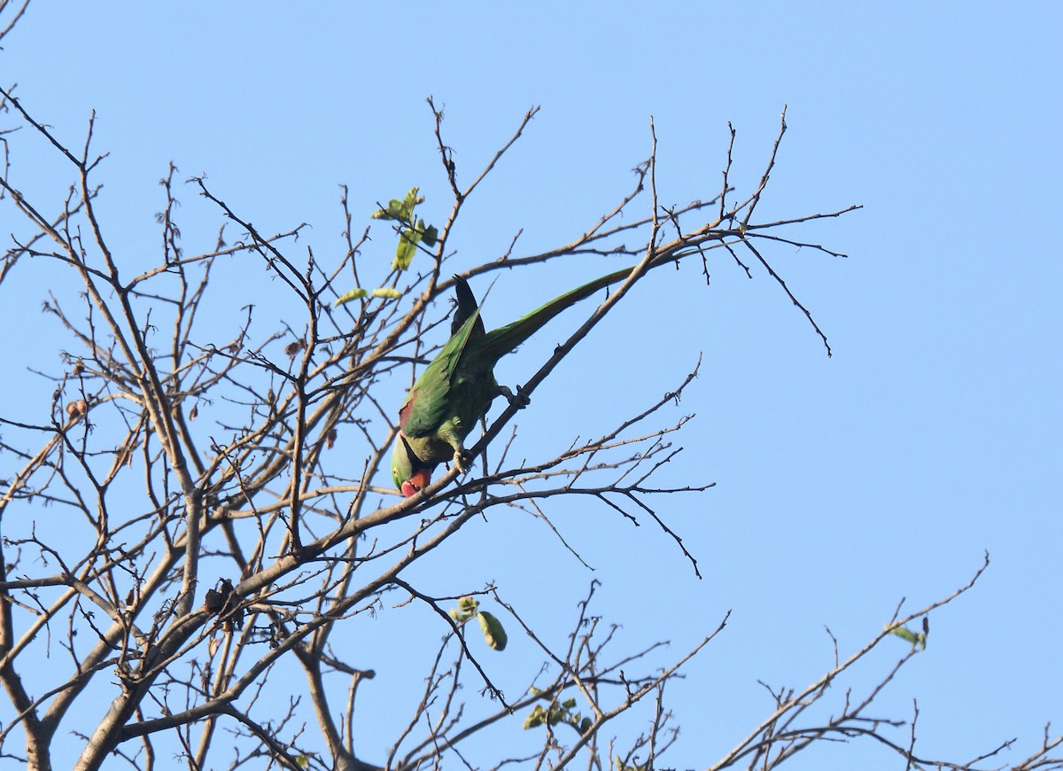 Alexandrine Parakeet - Usha Viswanathan