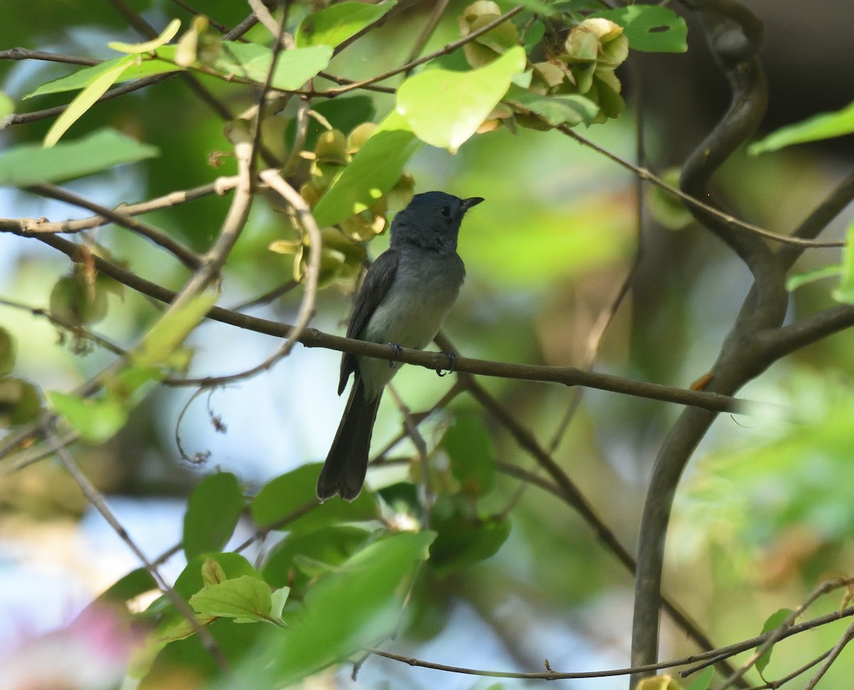 Black-naped Monarch - Usha Viswanathan