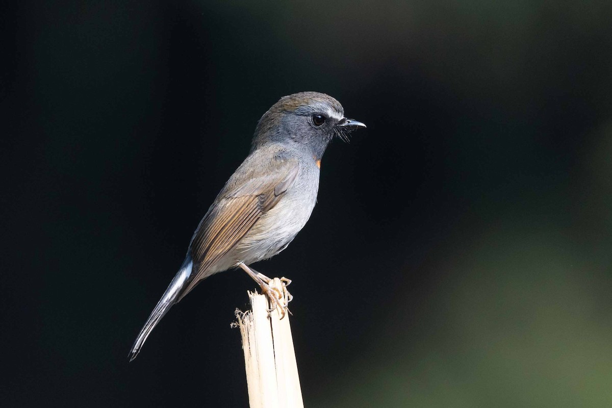 Rufous-gorgeted Flycatcher - Samanvitha Rao