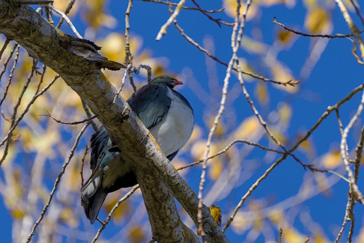 New Zealand Pigeon - ML618141103