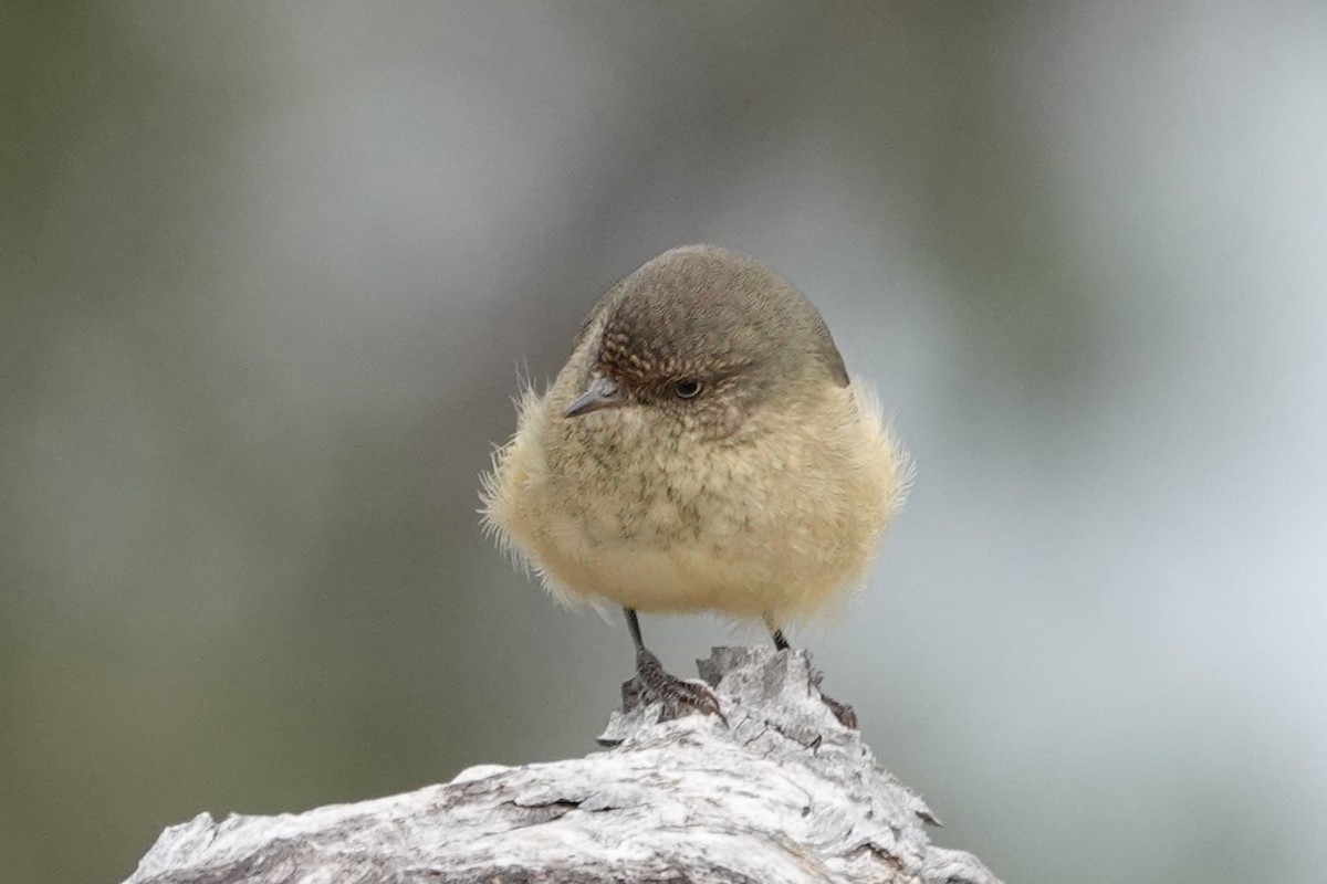 Buff-rumped Thornbill - Simon Starr