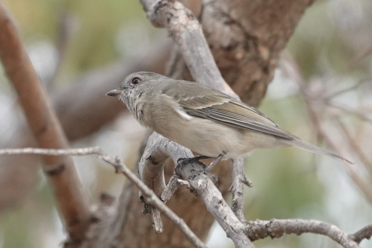 Golden Whistler - Simon Starr