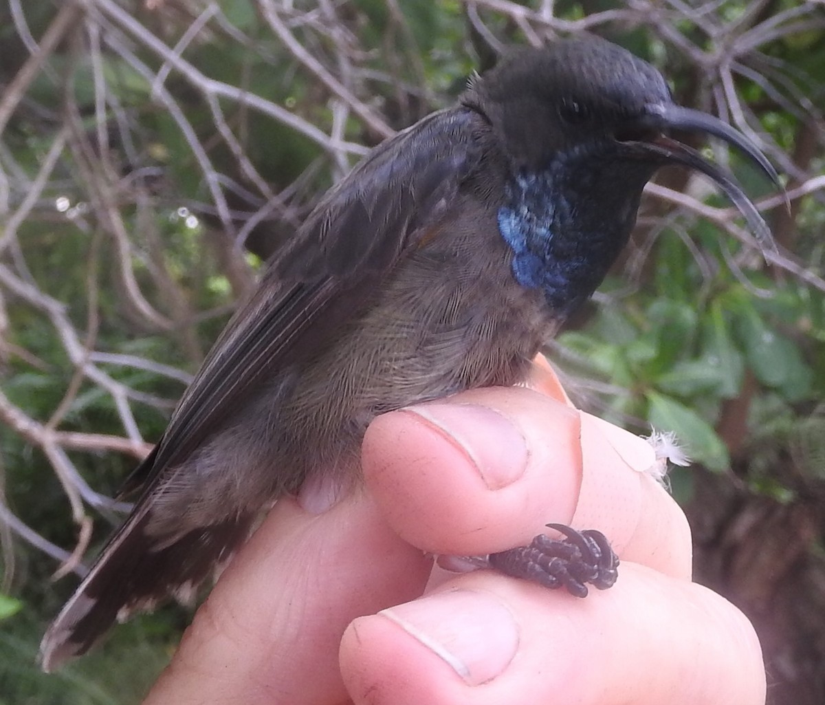 Seychelles Sunbird - Dieter Oschadleus