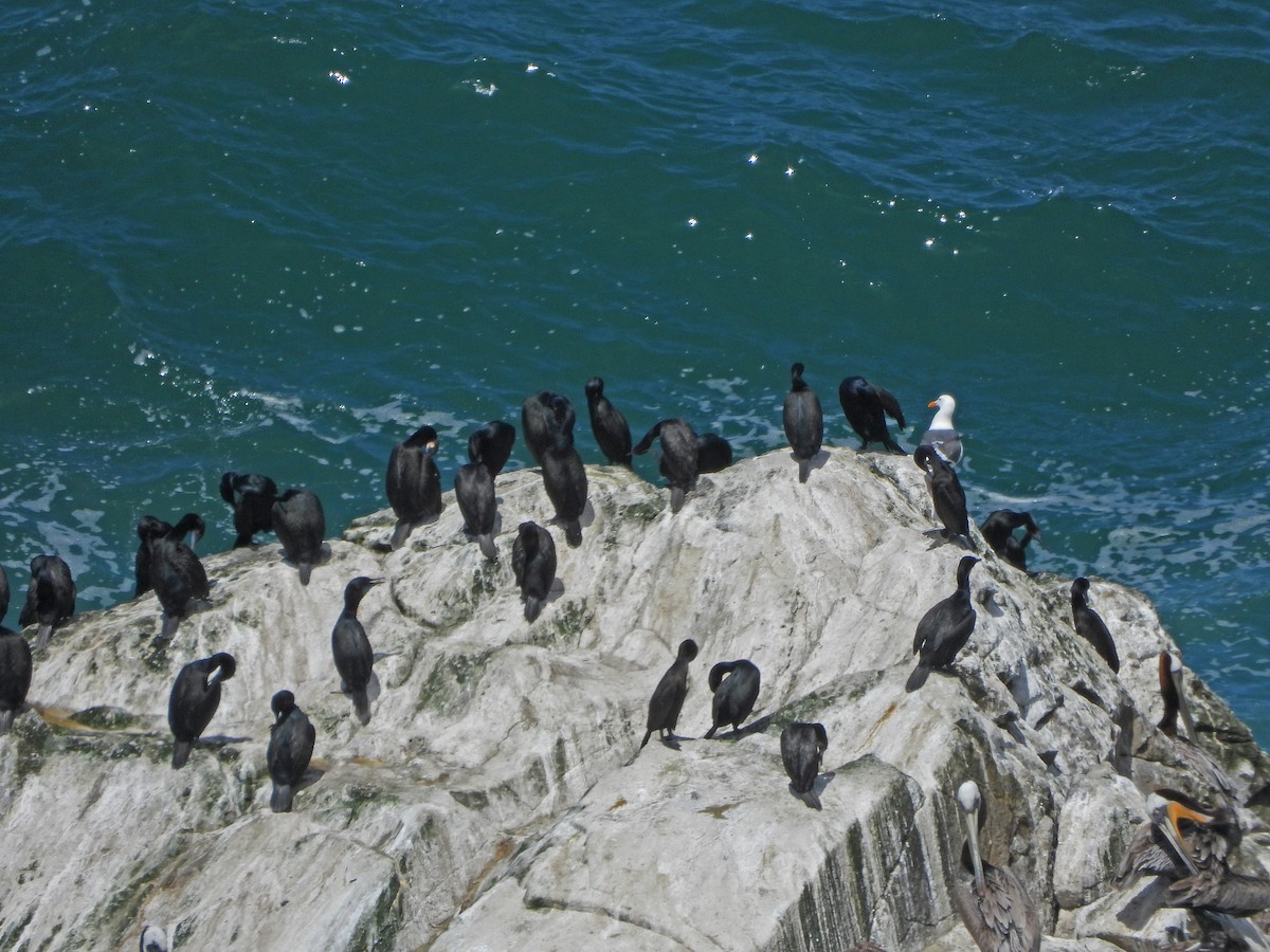 Brandt's Cormorant - Paul Lewis