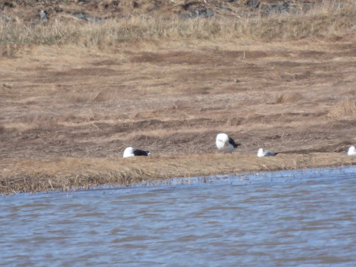 Great Black-backed Gull - Rhonda Langelaan