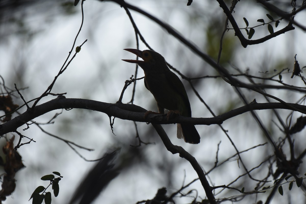 Brown-headed Barbet - Usha Viswanathan