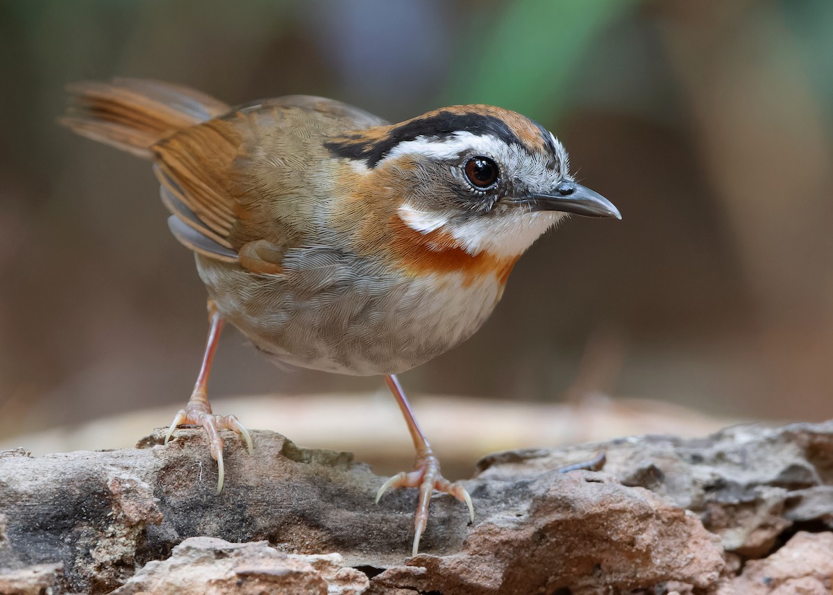 Rufous-throated Fulvetta - ML618141130