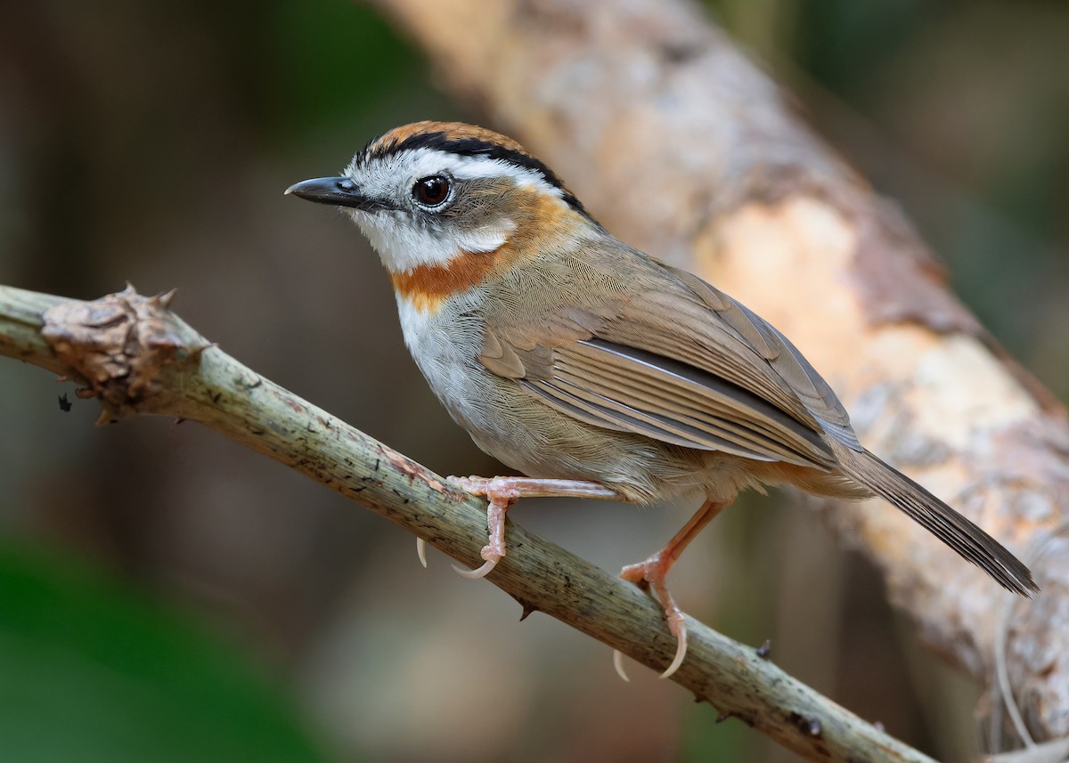 Rufous-throated Fulvetta - ML618141131