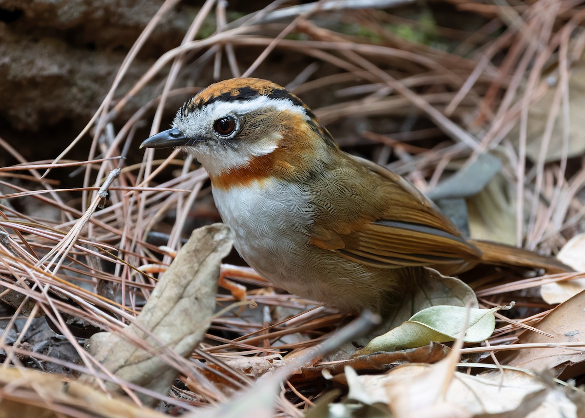 Rufous-throated Fulvetta - ML618141135