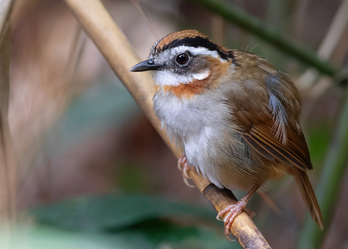 Rufous-throated Fulvetta - ML618141138