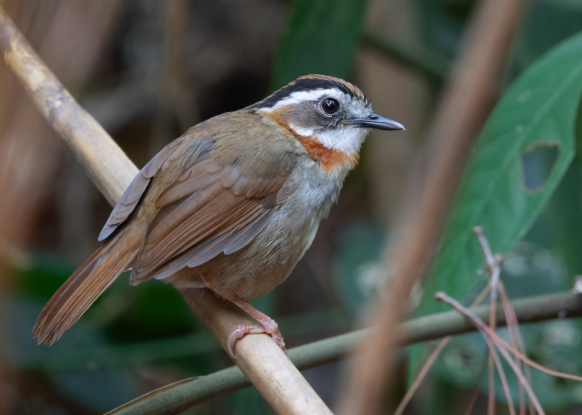 Rufous-throated Fulvetta - ML618141139