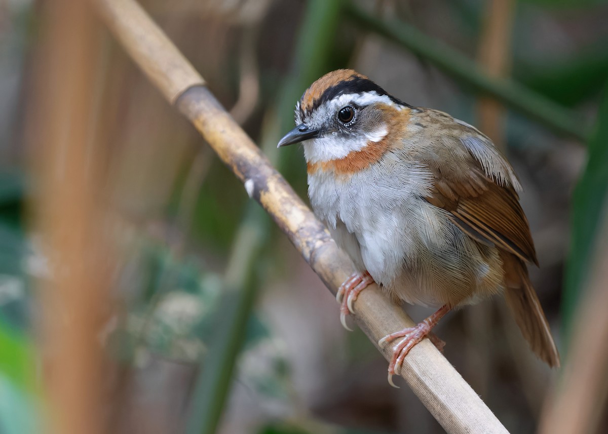 Rufous-throated Fulvetta - ML618141140